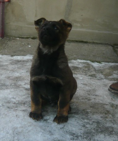 PUPPIES FARO x RITA  -  SOLD