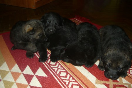 ESTONE,EMILLY Z ARTHEMILLY  puppies-  SOLD