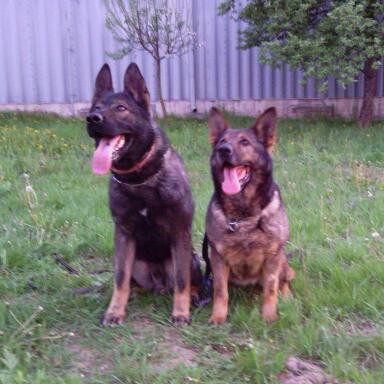 vrh "H" parents FCI CHAMPION Chris spod Lazov x Rita Lubinov SK 