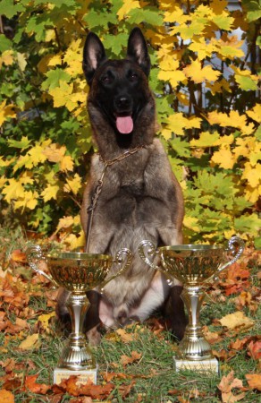   SOLD    TOP PUPIPIES MALINOIS 