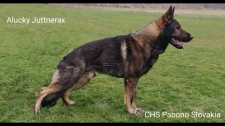 Litter"R " Alucky Juttnerax x Minnie z Arthemilly 
